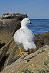 Kelp Goose